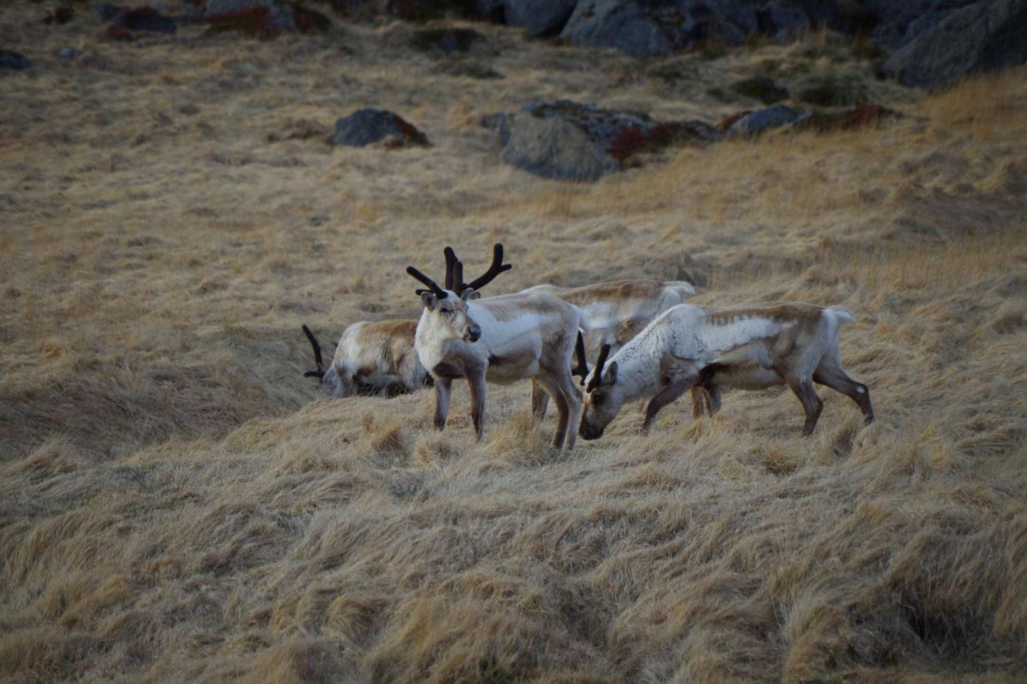 Saxa Guesthouse Stöðvarfjörður Zewnętrze zdjęcie